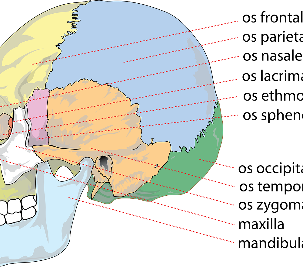 skull-41554_1280